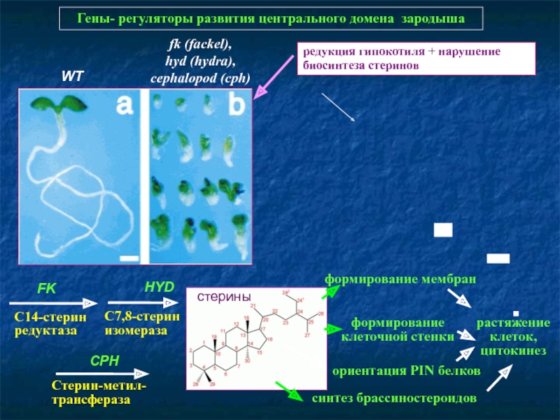 Скачать кракен тор